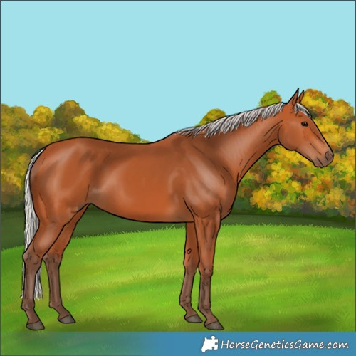 Horse Color:Silver Bay