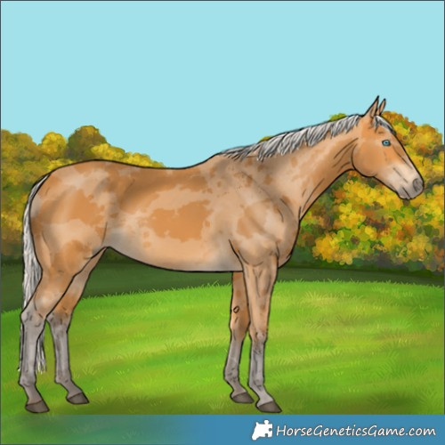 Horse Color:Silver Buckskin Merle 