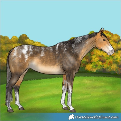 Horse Color:Powder White Buckskin 