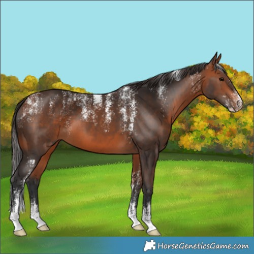 Horse Color:Powder White Bay 