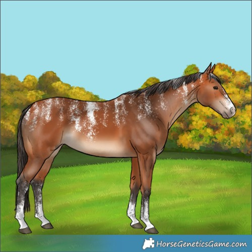 Horse Color:Powder White Bay 