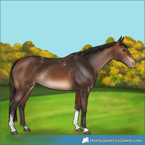 Horse Color:Powder White Bay Tobiano Skewed LP Spotted Rabicano