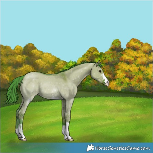 Horse Color:Unknown 