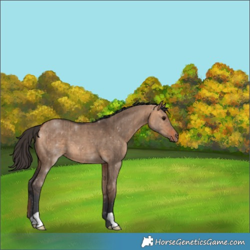 Horse Color:Unknown 