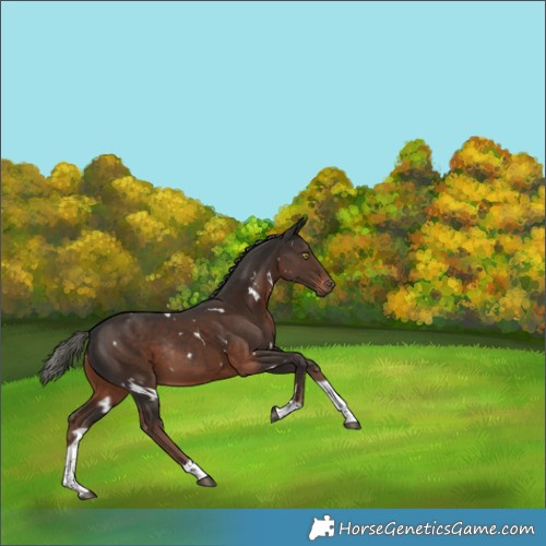 Horse Color:White Spotted Liver Chestnut Mushroom Tobiano Rabicano 