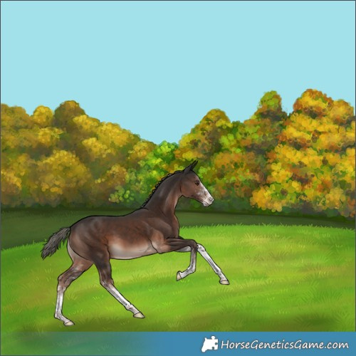 Horse Color:White Spotted Liver Chestnut Mushroom Rabicano 