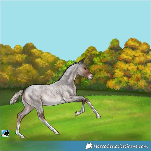 Horse Color:Unknown 