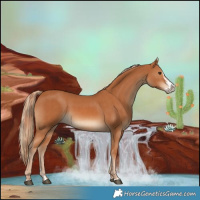 Horse Color:Chestnut and Chestnut Splash