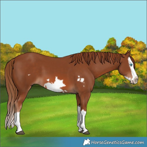 Horse Color:Chestnut Splash Frame