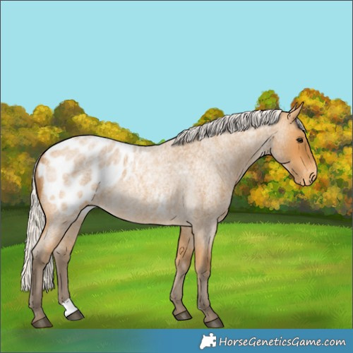 Horse Color:Silver Buckskin Roan Blanket Rabicano