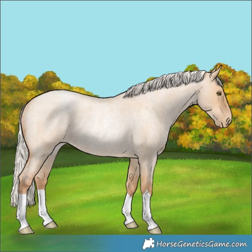 Horse Color:Silver Bay Roan Pearl Dun Rabicano