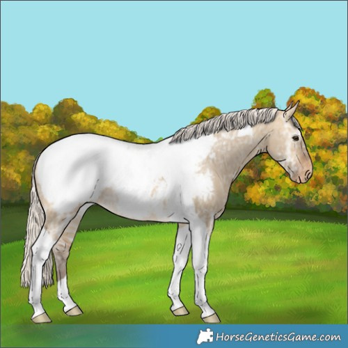 Horse Color:Silver Buckskin Ice Dun Tobiano Snowcap Rabicano 
