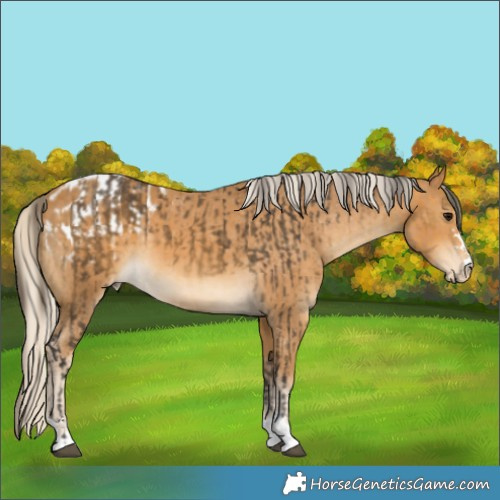 Horse Color:Buckskin and Palomino Appaloosa