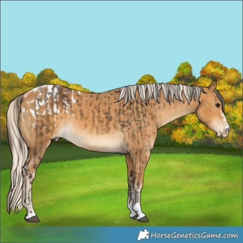 Horse Color:Buckskin  and Palomino Blanket 