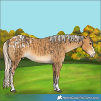 Horse Color:Buckskin  and Palomino Blanket 