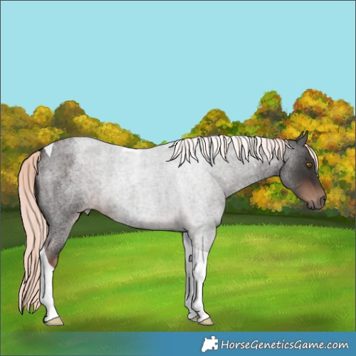 Horse Color:Liver Red Roan Mushroom Tobiano