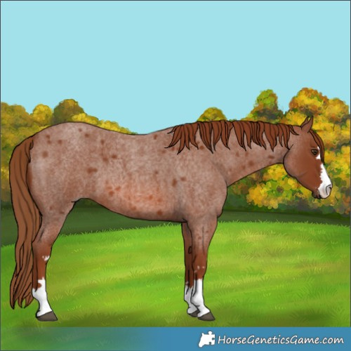 Horse Color:Red Roan