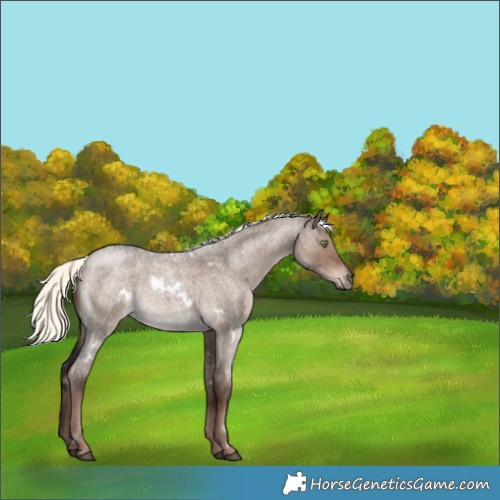 Horse Color:White Spotted Liver Red Dun Roan Mushroom 