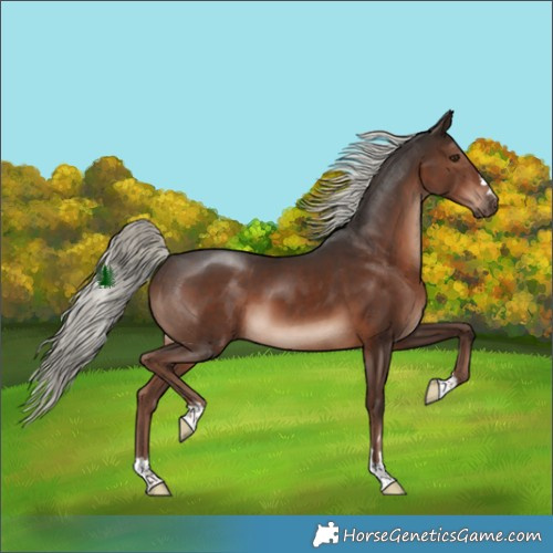 Horse Color:Liver Chestnut Mushroom 