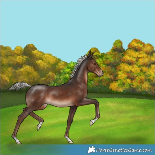 Horse Color:Liver Chestnut Mushroom 