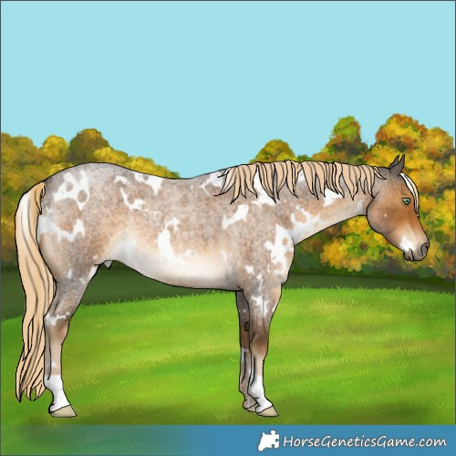 Horse Color:White Spotted Chocolate Palomino Roan Mushroom