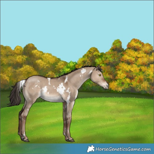 Horse Color:White Spotted Liver Red Dun 