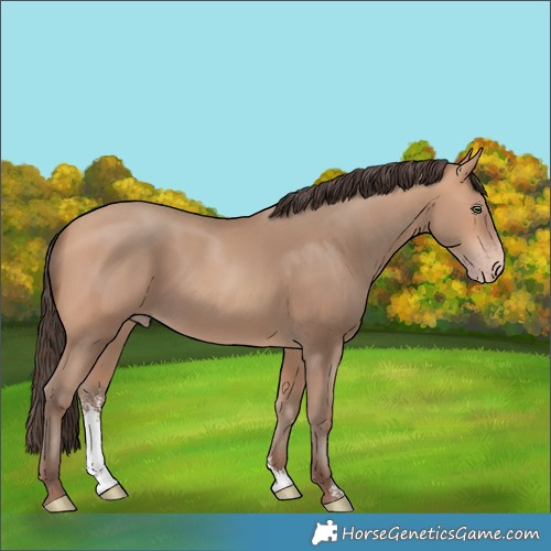 Horse Color:Amber Champagne Sabino
