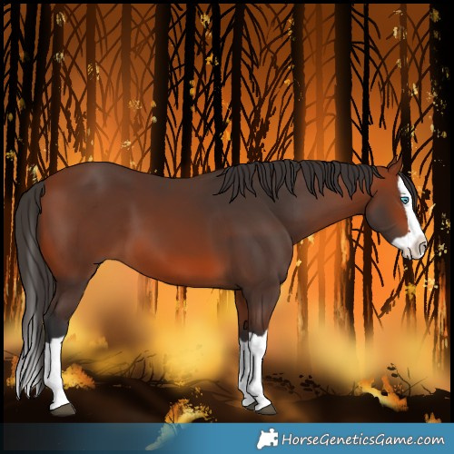 Horse Color:Bay Splash 