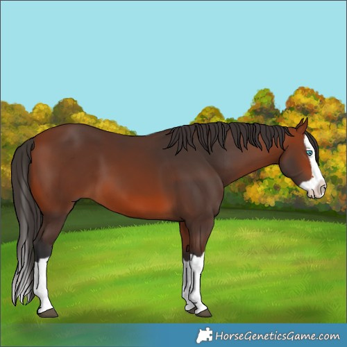 Horse Color:Bay Splash