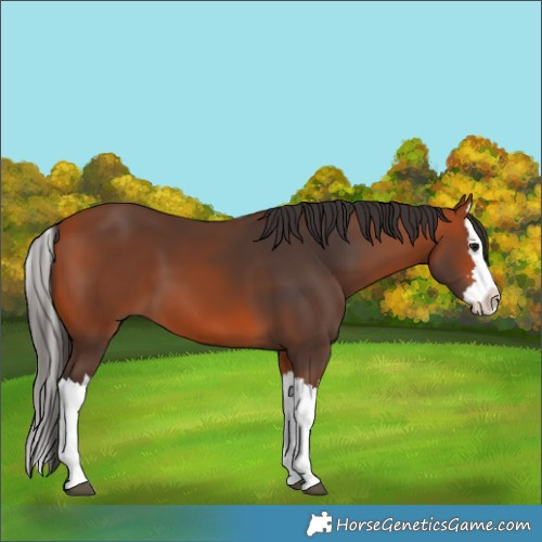 Horse Color:Bay Splash
