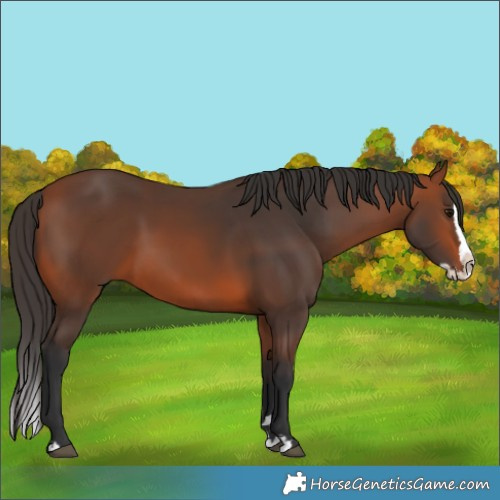Horse Color:Bay Splash 