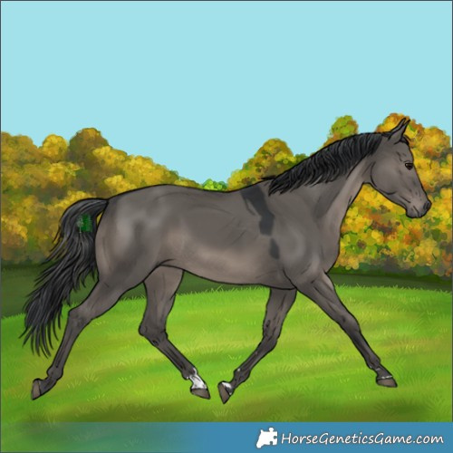 Horse Color:Grullo