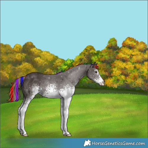 Horse Color:Unknown 