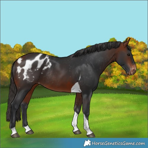 Horse Color:Bay Tobiano Blanket Rabicano