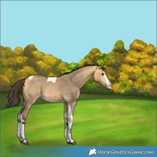 Horse Color:Unknown 