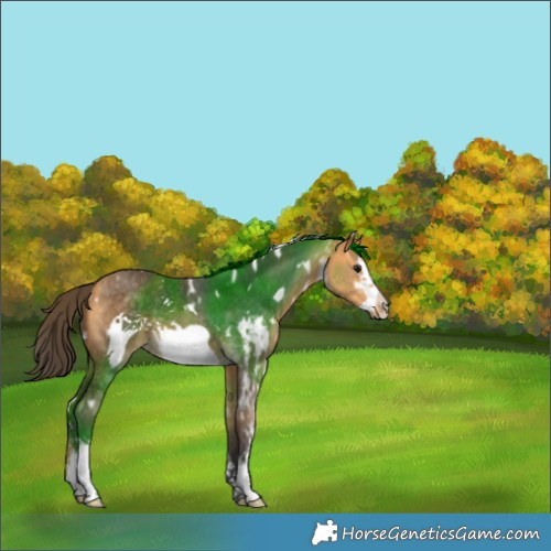 Horse Color:Unknown 
