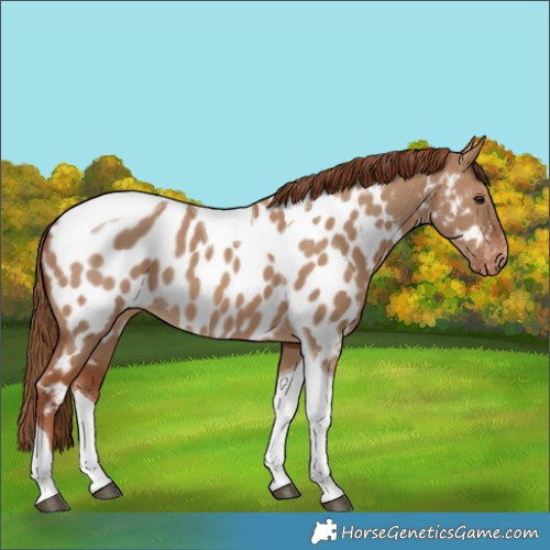 Horse Color:Red Dun Tobiano Near Leopard Rabicano 