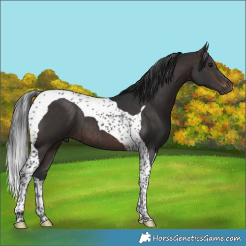 Horse Color:Brown Tobiano