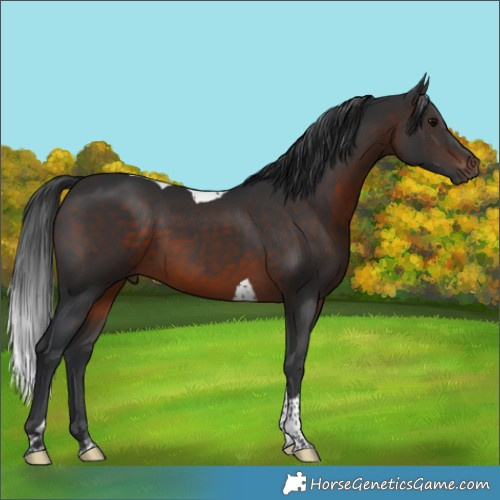 Horse Color:Brown Tobiano