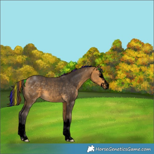 Horse Color:Unknown 