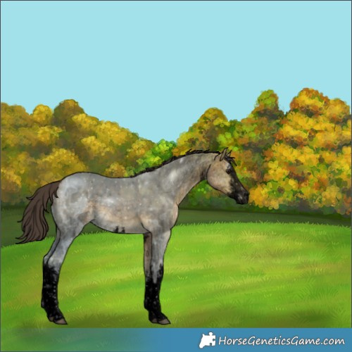 Horse Color:Unknown 