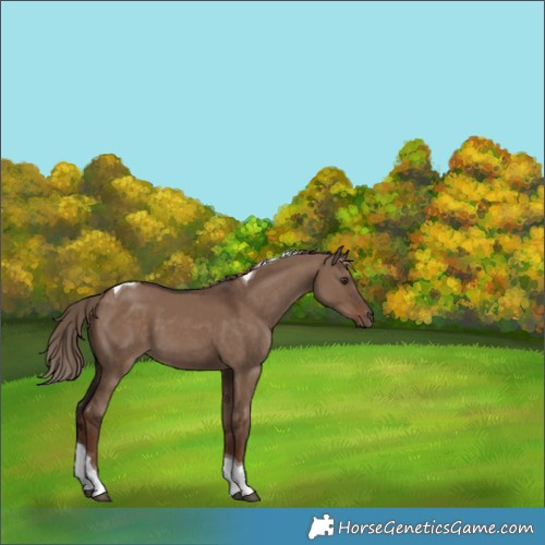 Horse Color:Unknown 