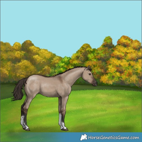 Horse Color:Unknown 