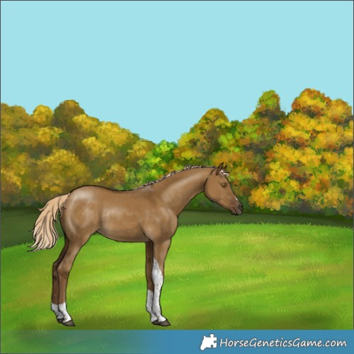 Horse Color:Unknown 