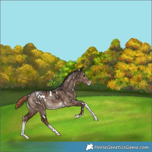 Horse Color:Unknown 