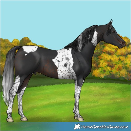Horse Color:Brown Tobiano