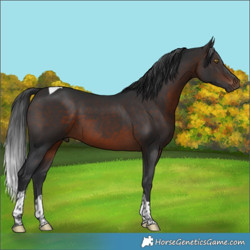 Horse Color:Brown Tobiano 