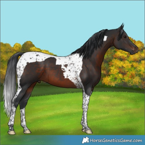 Horse Color:Brown Tobiano 