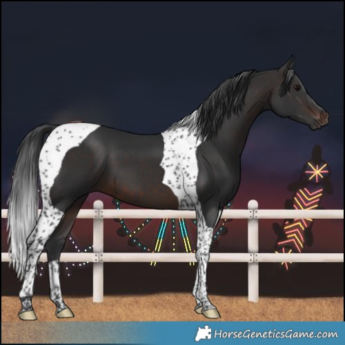 Horse Color:Brown Tobiano 