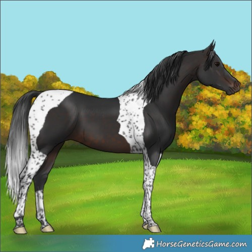 Horse Color:Brown Tobiano